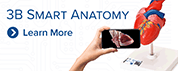 3B Smart Anatomy