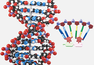 DNA・RNA