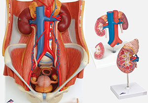腎臓・泌尿器