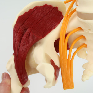 脊髄神経や腸骨筋などを観察できます