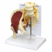筋付き股関節モデル，坐骨神経付