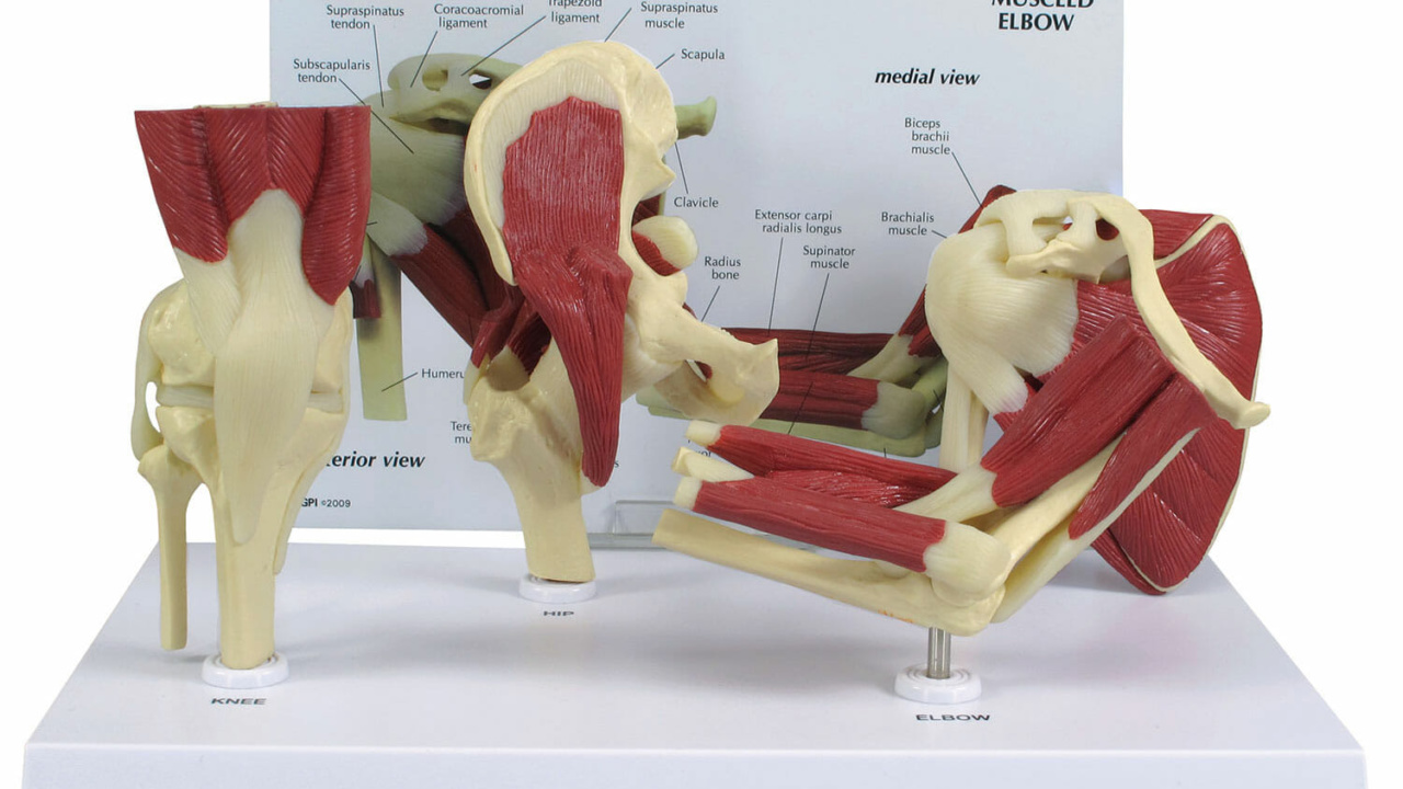 膝関節模型 | 日本スリービー・サイエンティフィック