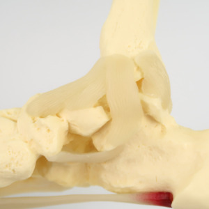 足首の内側靭帯