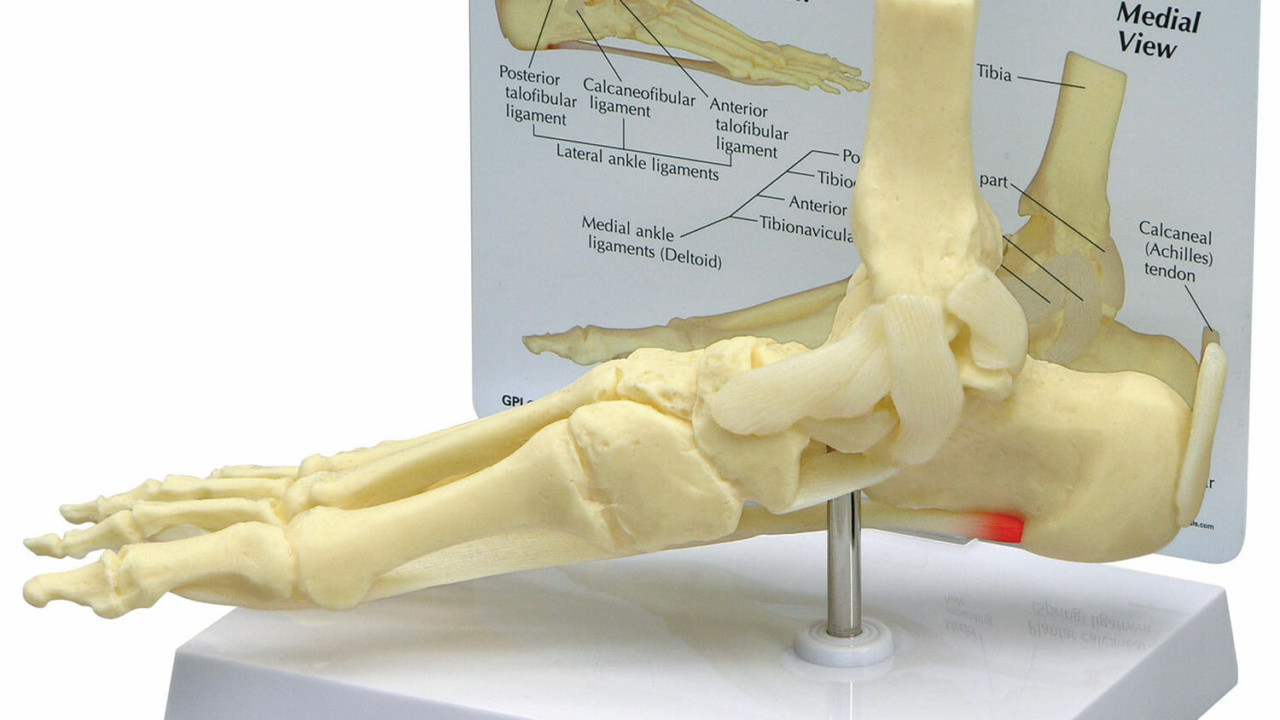 足関節模型 | 日本スリービー・サイエンティフィック