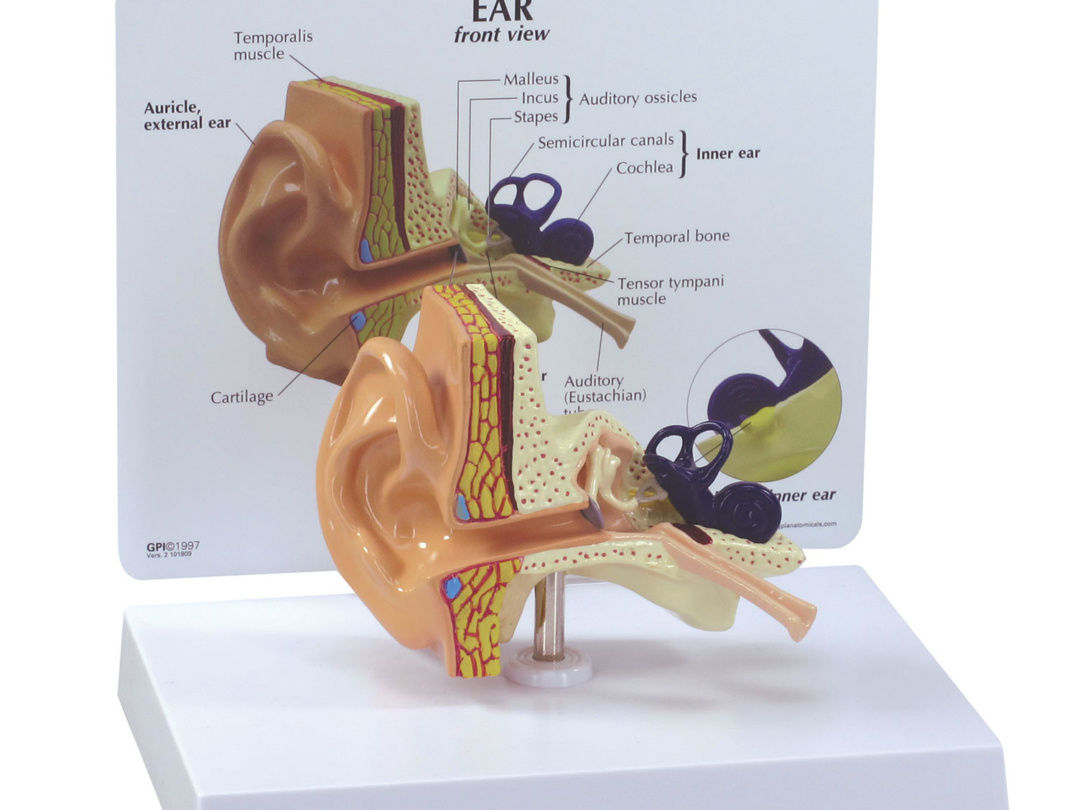耳の断面モデル | 日本スリービー・サイエンティフィック