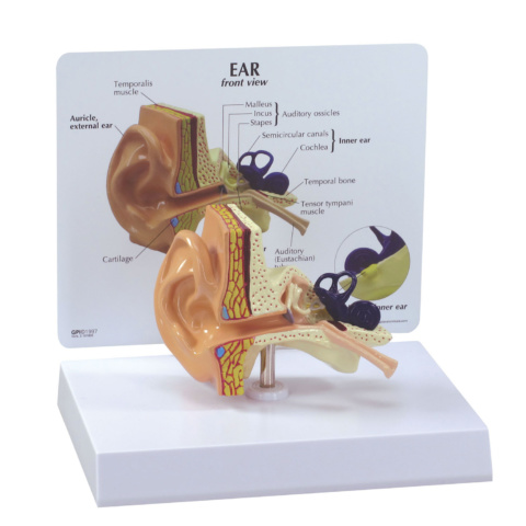 耳の断面モデル