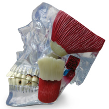 顎関節（TMJ）モデル