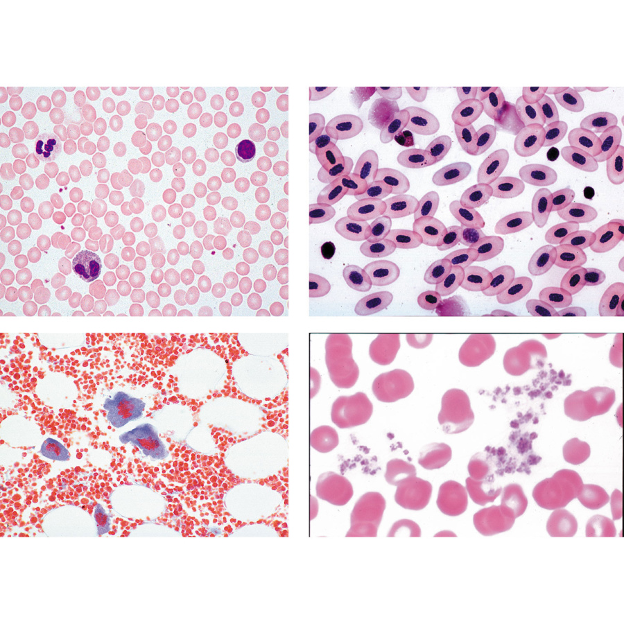 ヒトと哺乳類の組織学〜血液，英語版 | 日本スリービー・サイエンティ