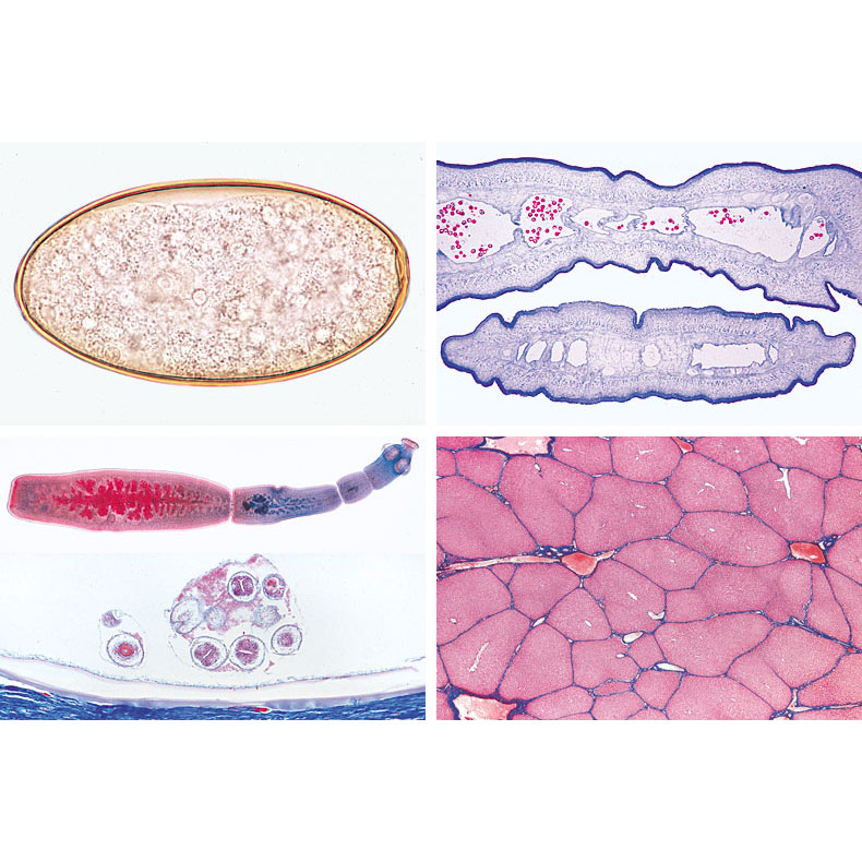 メガホリズム : 組織に巣食う原罪 : 過組織症 メガホリズム : 組織に巣食う原罪 : 過組織症 インタビュー