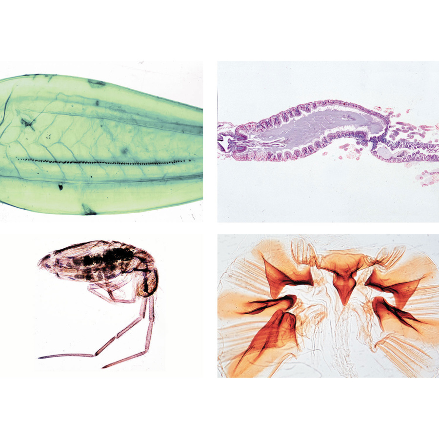 無翅類と直翅類 英語版 日本スリービー サイエンティフィック