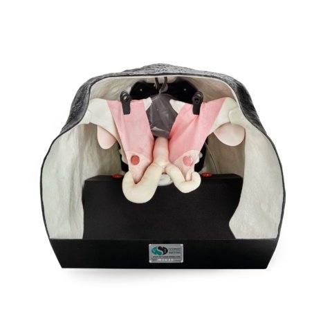 ウシの繁殖学教育模型