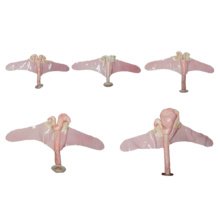 ウシの子宮模型セット