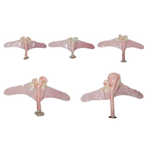 ウシの子宮模型