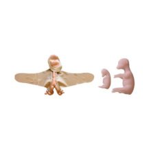 ウシの子宮・胎児模型5種セット,会陰部パネル付