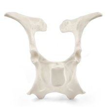 ウシの骨盤模型