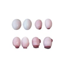 ウシの卵巣模型セット