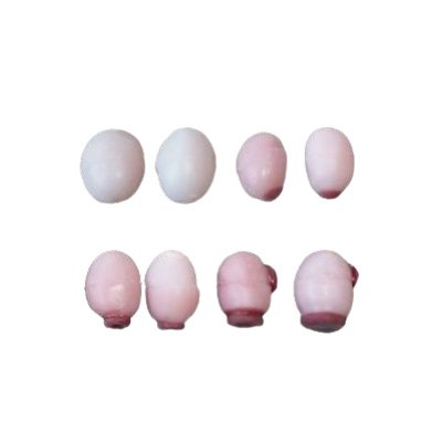 ウシの卵巣模型セット