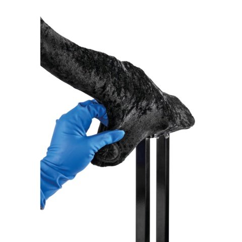 ウシの結核検査用尾根部モデル