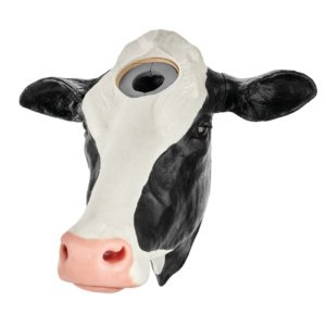 ホルスタイン：頭部解放時