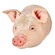 ブタの安楽死トレーニング用頭部モデル，食肉用