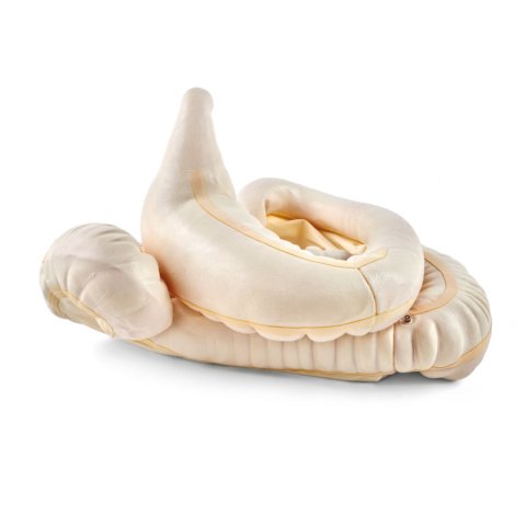 ウマの胃腸管模型