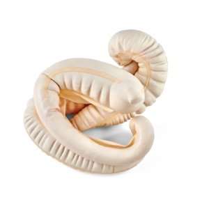 ウマの胃腸管模型