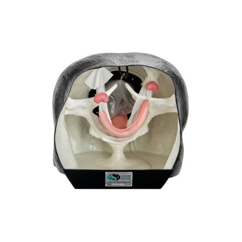 ウマの繁殖学教育模型