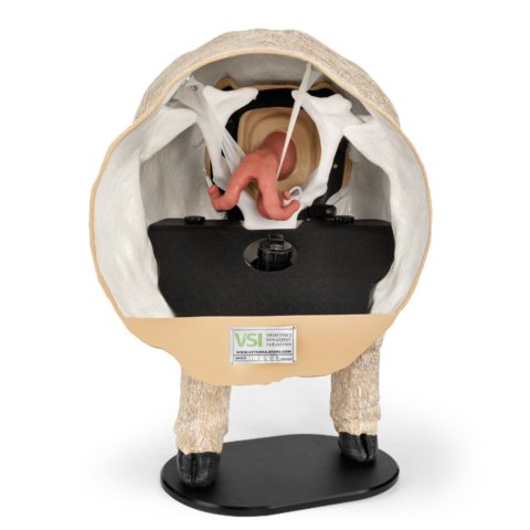 ヒツジの繁殖学教育模型