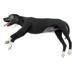 イヌのライフサポートシミュレーション模型