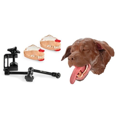 イヌのデンタル外科シミュレーションモデル