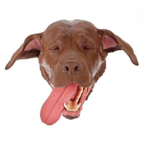 デンタルシミュレーター用イヌの頭部