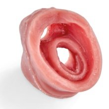 イヌのデンタルシミュレーター用咽頭喉頭パーツ