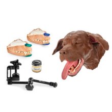 イヌのデンタルケア・X線撮影シミュレーションモデル，茶