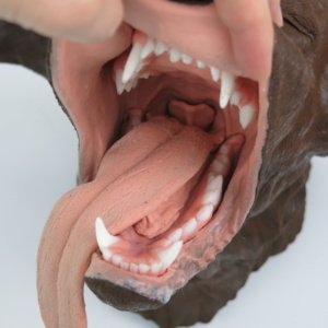 口腔内を忠実に再現