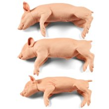 子ブタのスタンニングトレーニングモデル，3体セット