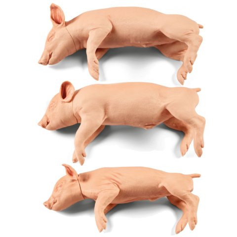 子ブタのスタンニングトレーニングモデル