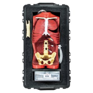 腰椎や骨盤等の構造も忠実に再現されています