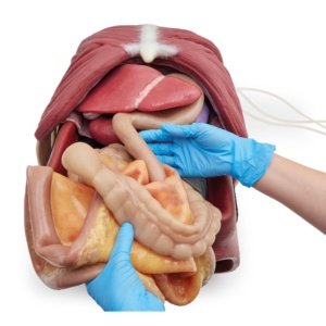 各臓器は忠実に再現されています。