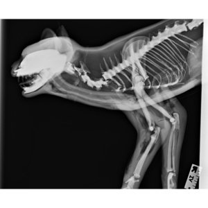 X線撮影・上半身