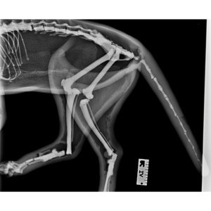 X線撮影・下半身