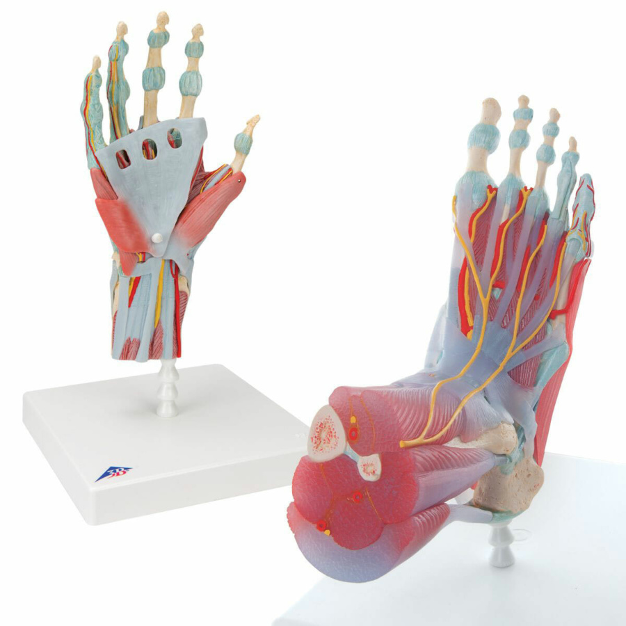 無料健康相談 対象製品 3B社 人体模型 手構造模型 手関節靭帯付モデル(m33) 鍼灸 模型