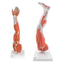 上下肢筋肉セット(M10, M20)