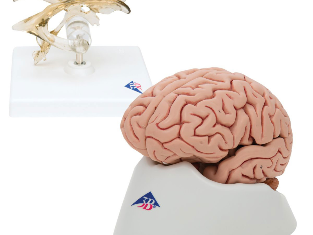 脳模型・神経模型｜人体模型｜3B Scientific