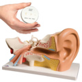 平衡聴覚器セット