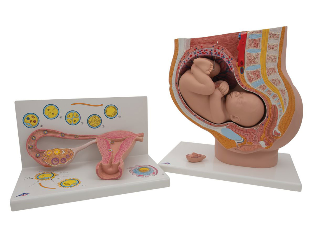 妊娠セット(L01, L20) | 日本スリービー・サイエンティフィック