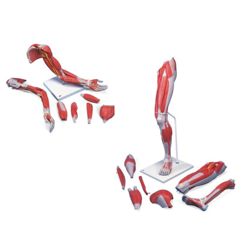 上下肢筋肉アドバンスセット(M11, M21)