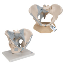 靭帯付き骨盤セット(H20/2，H21/2)