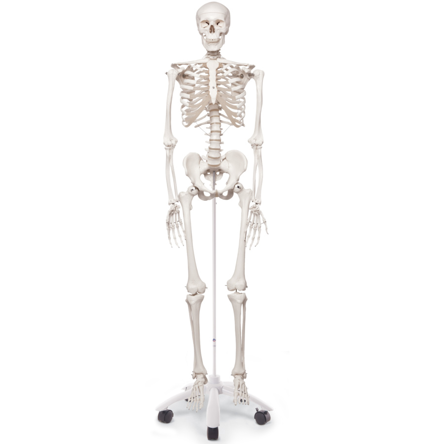 全身骨格模型：等身大・小型・分離｜人体模型｜3B Scientific