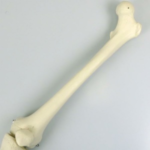 大腿骨