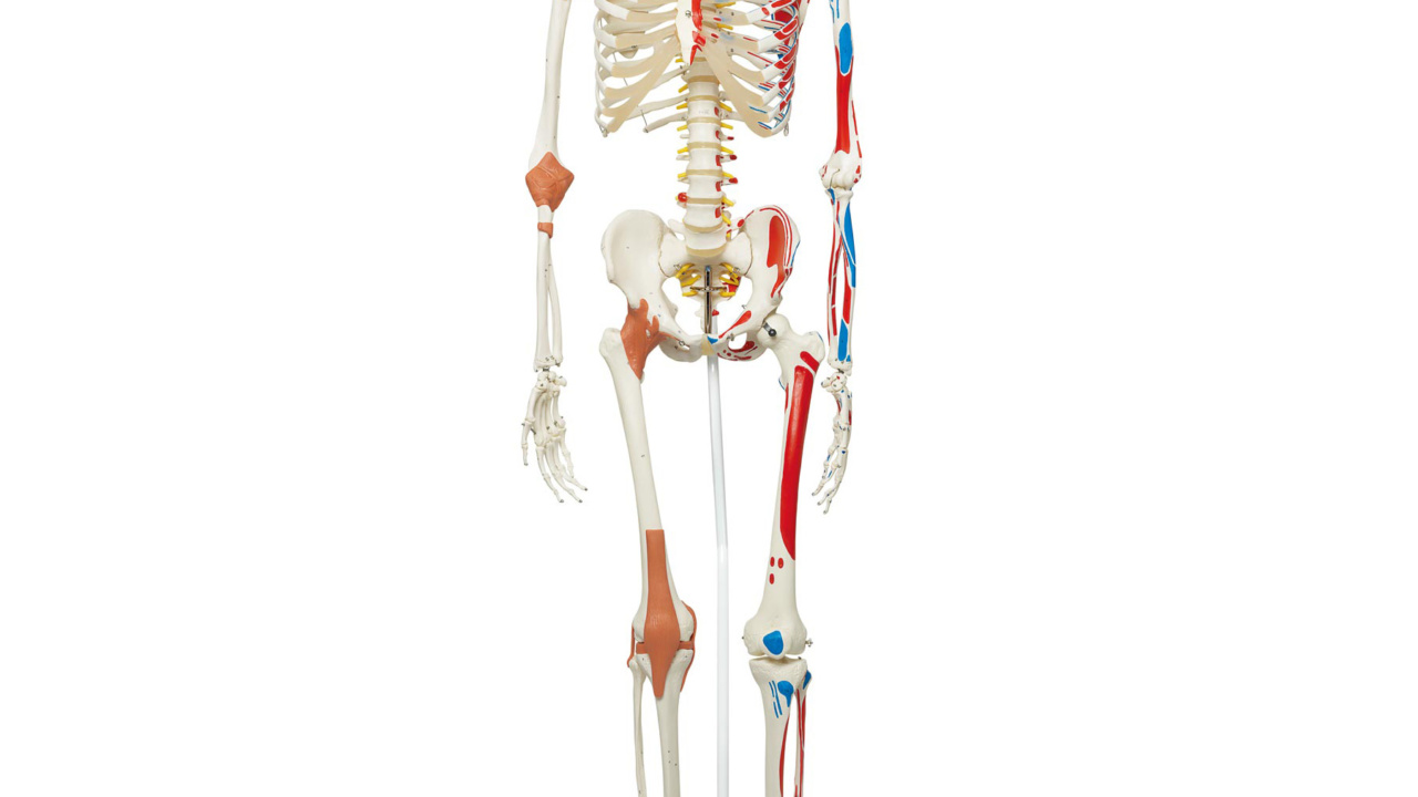 人体模型 3Bの全身骨格模型 3B scientific社 ドイツ製